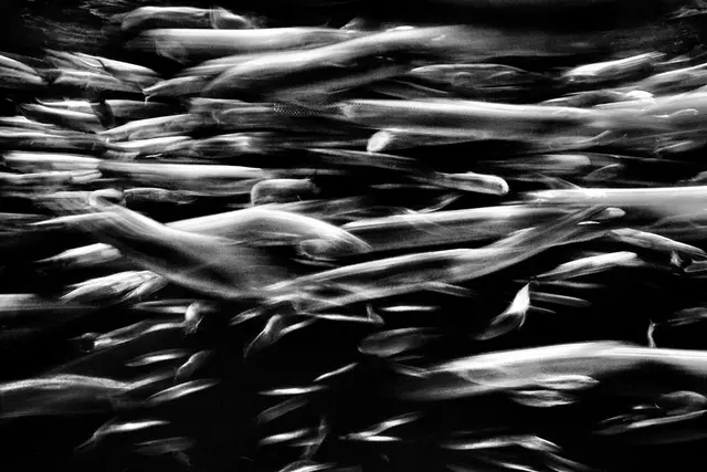 Pausefisk (1/11)