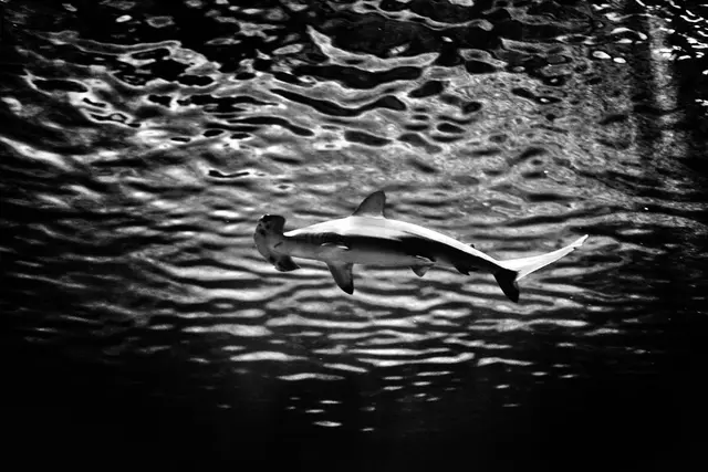 Pausefisk (9/11)